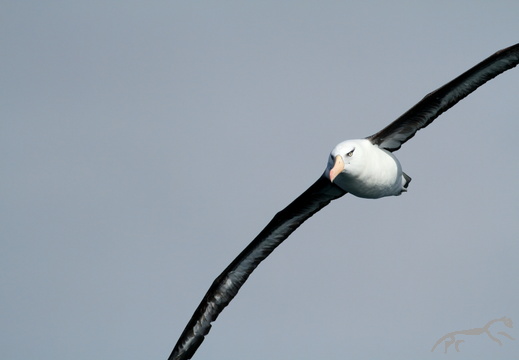 Albatrosses Diomedeidae