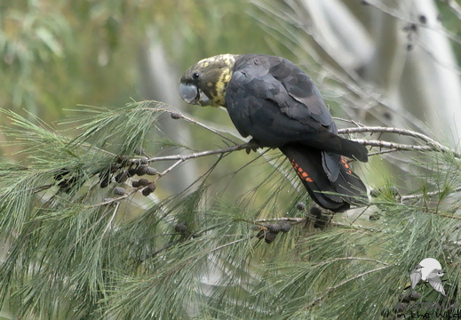 Glossy Black Cockatoo Calyptorhynchus lathami
