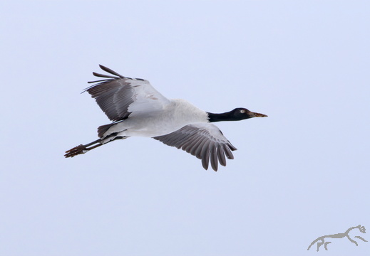 Black-necked Crane Grus nigricollis