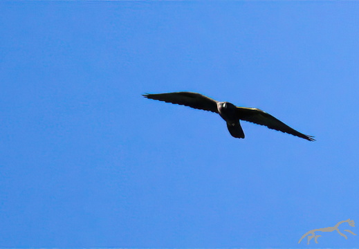 Black Falcon Falco subniger