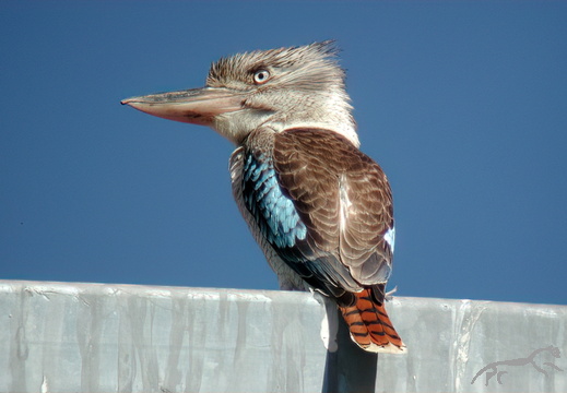 Blue-winged Kookaburra Dacelo leachii