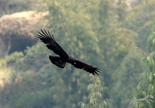 Black Eagle Ictinaetus malayensis 