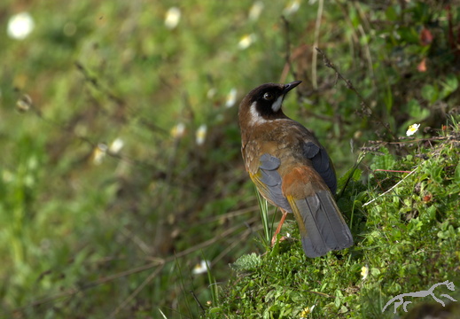 Black-faced Laughingthrush Trochalopteron affine