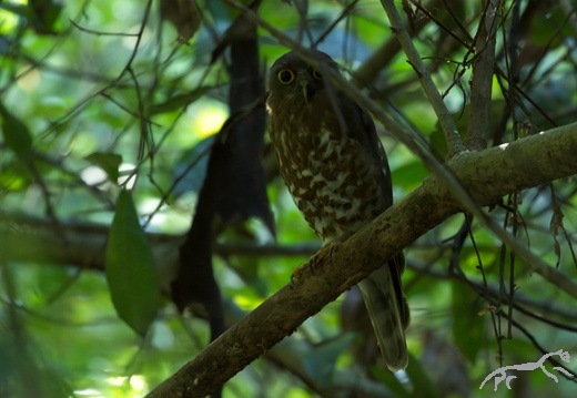 Brown Hawk-Owl Ninox scutulata