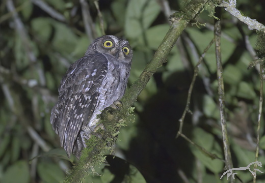Moluccan Scops Owl Otus magicus