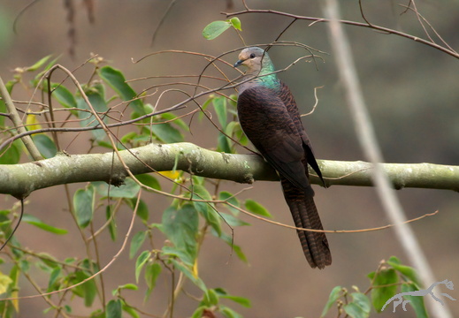 Barred Cuckoo-Dove Macropygia unchall