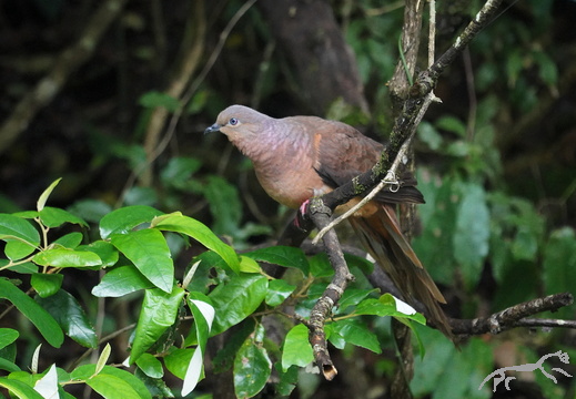Brown Cuckoo-Dove Macropygia phasianella