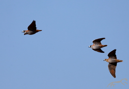 Flock Bronzewing Phaps histrionica
