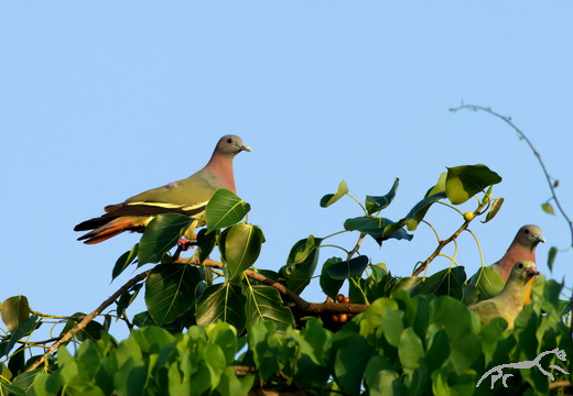 Pink-necked Green Pigeon Treron vernans
