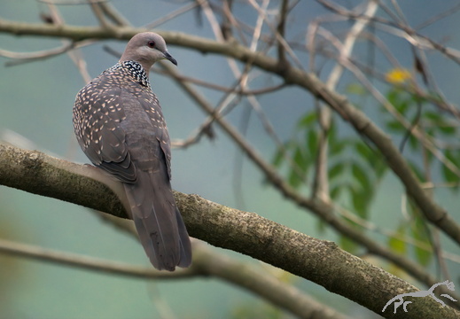 Spotted Dove Spilopelia chinensis