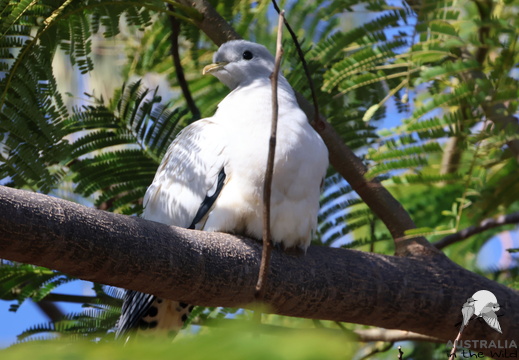 Torresian Imperial Pigeon Ducula spilorrhoa