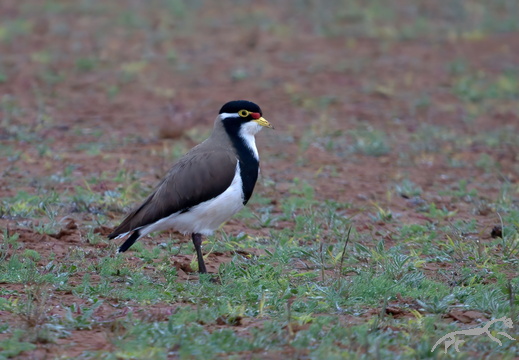 Banded Lapwing Vanellus tricolor