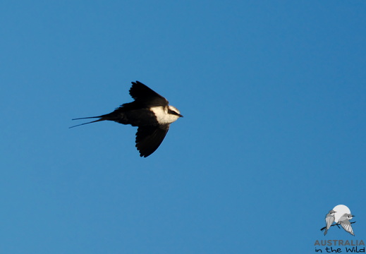 White-backed Swallow Cheramoeca leucosterna