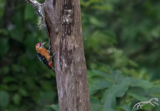 Woodpeckers Picidae