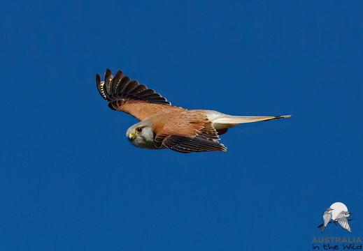 Nankeen Kestrel Falco cenchroides