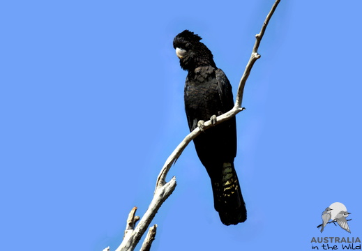 Red-tailed Black Cockatoo Calyptorhynchus banksii
