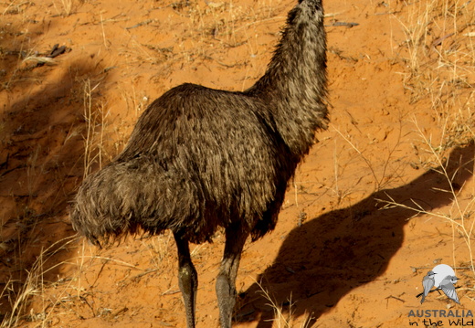 Emu Dromaius novaehollandiae