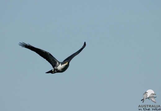 Black Sparrowhawk Accipiter melanoleucus 