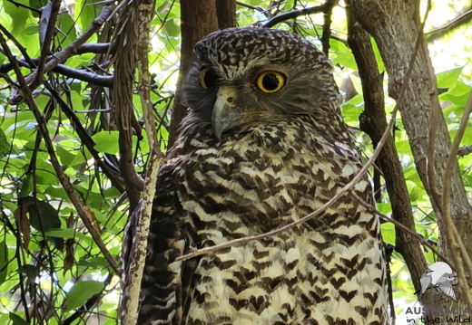 Powerful Owl Ninox strenua