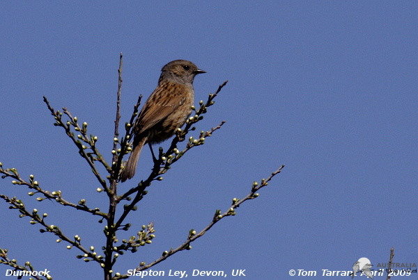 dunnock 9709e