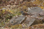 Maroon-backed Accentor Prunella immaculata
