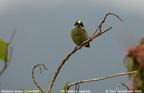 Western Tinkerbird Pogoniulus coryphaea