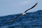 Bullers Albatross Thalassarche bulleri