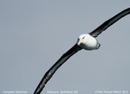 Campbell Albatross Thalassarche impavida
