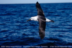 Indian Yellow-nosed Albatross Thalassarche carteri