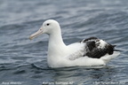 Southern Royal Albatross Diomedea epomophora