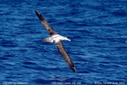 Wandering Albatross Diomedea exulans