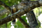 Grey-crowned Babbler Pomatostomus temporalis