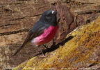 Pink Robin Petroica rodinogaster