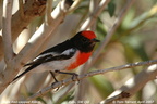 Red-capped Robin Petroica goodenovii