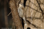 White-browed Treecreeper Climacteris affinis