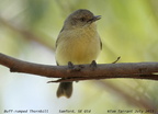 Buff-rumped Thornbill Acanthiza reguloides