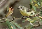 Fairy Gerygone Gerygone palpebrosa