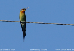 Bee-eaters Meropidae
