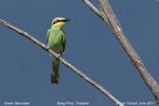 Green Bee-eater Merops orientalis