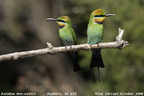 Rainbow Bee-eater Merops ornatus
