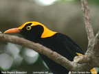 Bowerbirds Ptilonorhynchidae