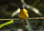 Black-crested Bulbul Pycnonotus flaviventris