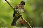 Common Bulbul Pycnonotus barbatus