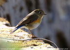 Himalayan Bulbul Pycnonotus leucogenys