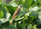 Yellow-vented Bulbul Pycnonotus goiavier