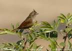 Crested Bunting Emberiza lathami