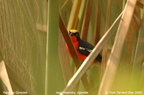 Bushshrikes Malaconotidae