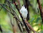 Grey Butcherbird Cracticus torquatus