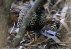 Buttonquail Turnicidae