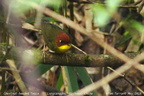 Chestnut-headed Tesia Tesia castaneocoronata